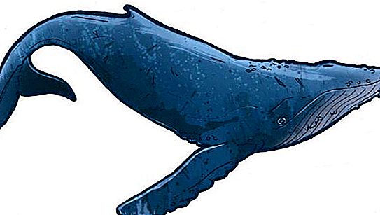 Is a whale a fish or a mammal? Interesting facts about whales
