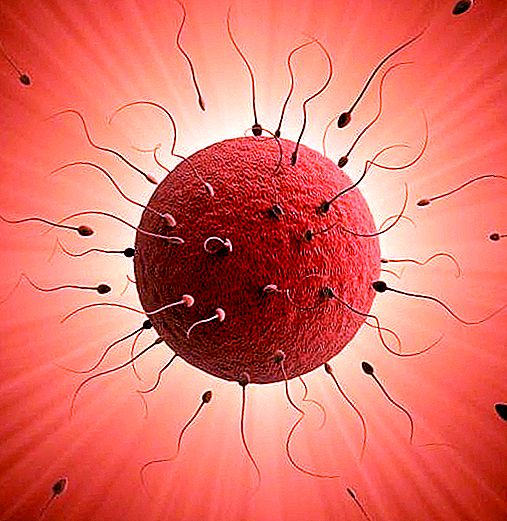 Kedy nastane ovulácia po menštruácii? Metódy výpočtu času „H“