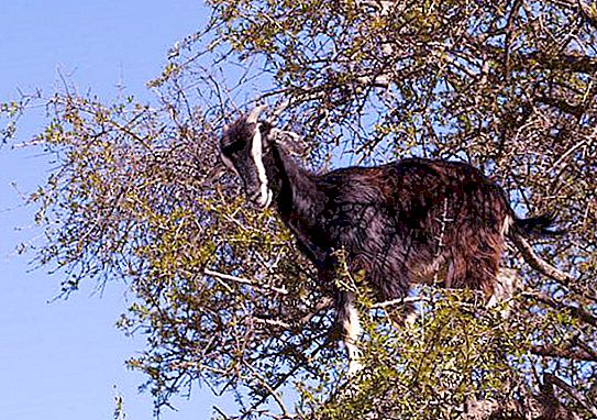 Koze na drevesih v Maroku - je to res?