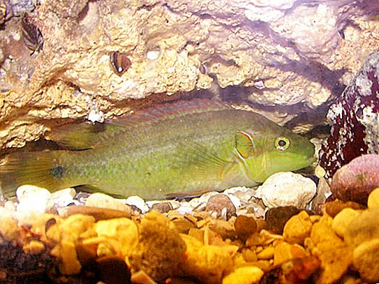 Lapina ، roulene ، guban ، greenfinch أسماك الفرخ: الوصف ، الصورة ، القيمة الصناعية