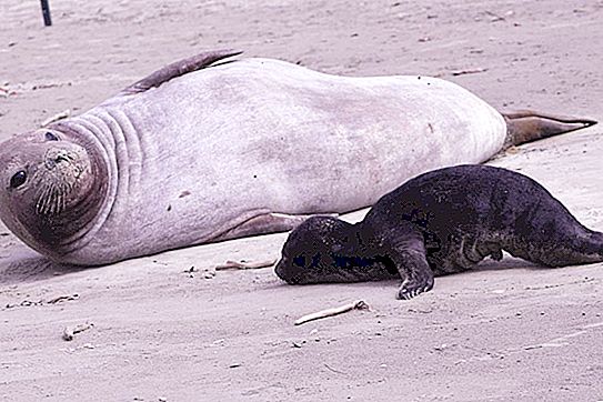 Elephant Seal: Kort beskrivelse