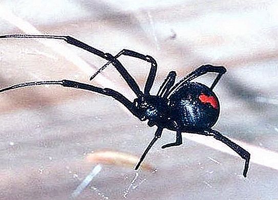 危险的蜘蛛。 伏尔加格勒地区陷入恐慌
