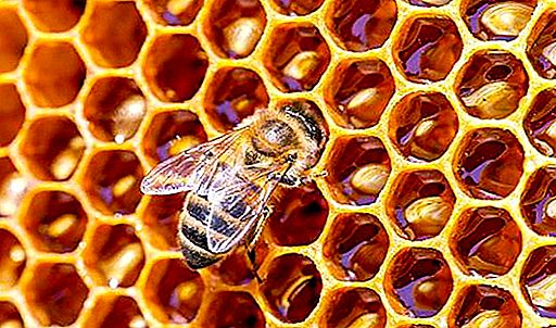 Kenapa lebah mati selepas gigitan dan apakah akibatnya bagi manusia
