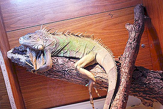The correct content of the iguana at home - features and recommendations