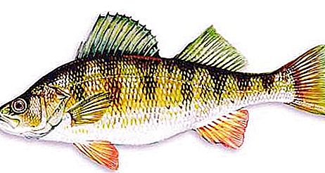 Perch fish (photo). River fish perch. Sea bass