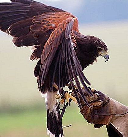 List of birds of prey. Description and features of life
