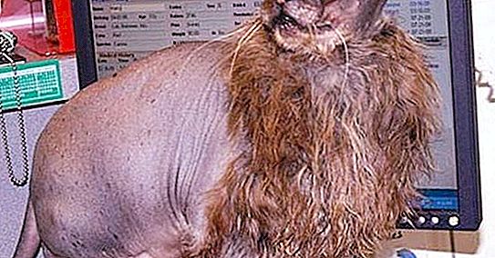 Strašidelné kočky: experimenty s chudými tvory a genetiky
