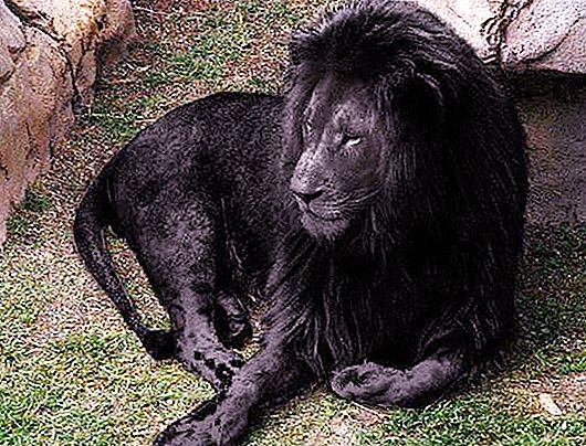 黒いライオンは自然に存在しますか？