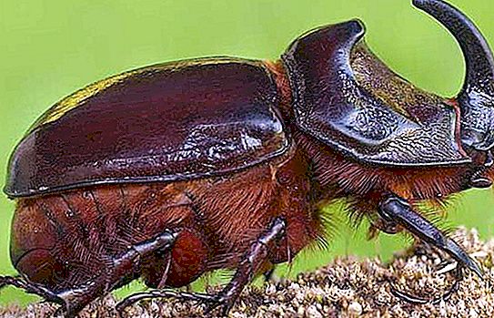 Stag beetle. İki çeşit