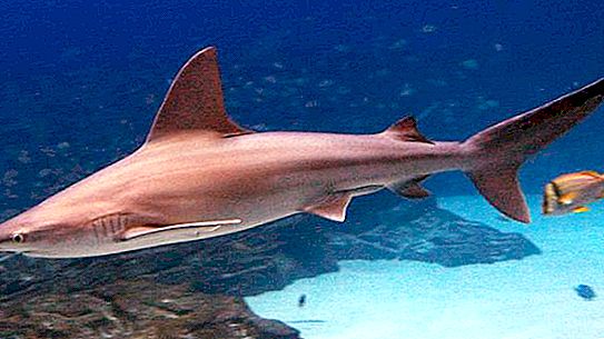 Mavi-gri köpekbalığı: fotoğraflar ve açıklama