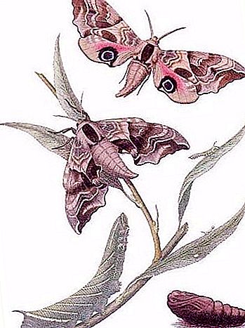 Espinheiro-borboleta, Oftálmico