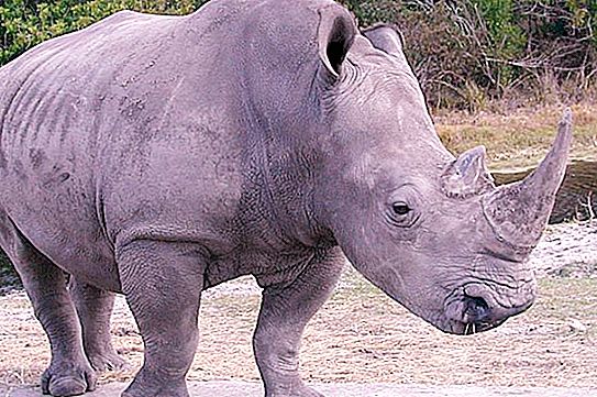 White rhino: description. White Northern Rhino Endangered