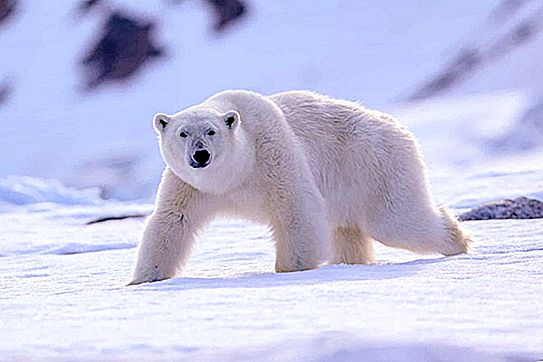 Day of the Lame Duck, isbjörn och batteri: de konstigaste händelserna firade i februari