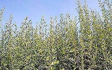 Wild grass ragweed: what it is and what harm it can cause to health