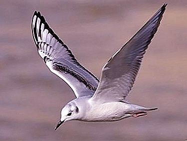 Where does the seagull hibernate? Interesting facts about seagulls