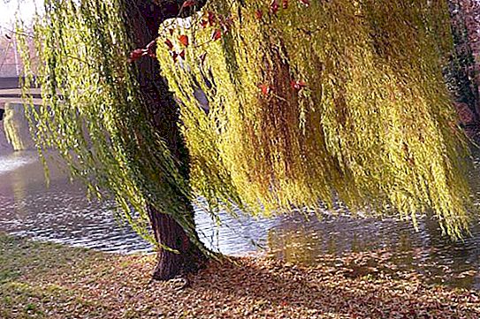 Willow - Obiteljsko stablo Willow: opis, fotografija