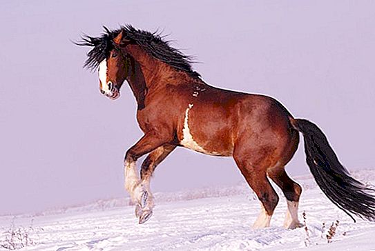 Quais são as raças de cavalos: nome, descrição, foto