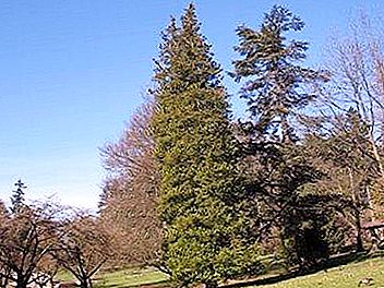 Cipreste da ervilha - uma árvore particularmente reverenciada no Japão
