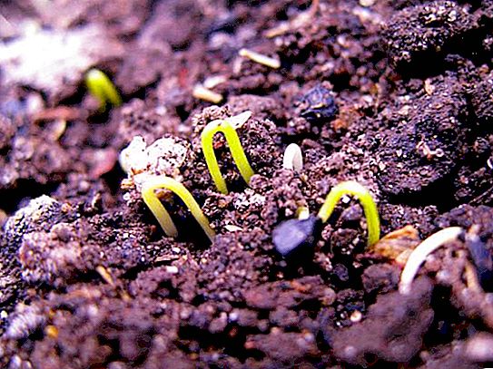 Sibulakalcedoon: kirjeldus, kasvatamine ja ülevaated