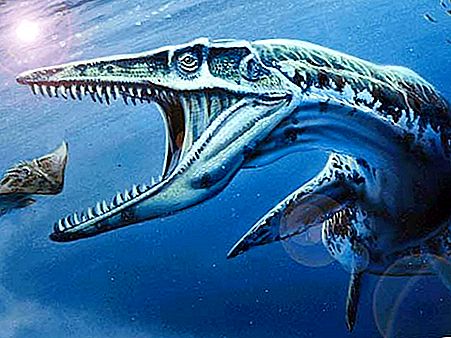 Megalodon vs Mosasaur: siapa yang akan memenangkan pertempuran?