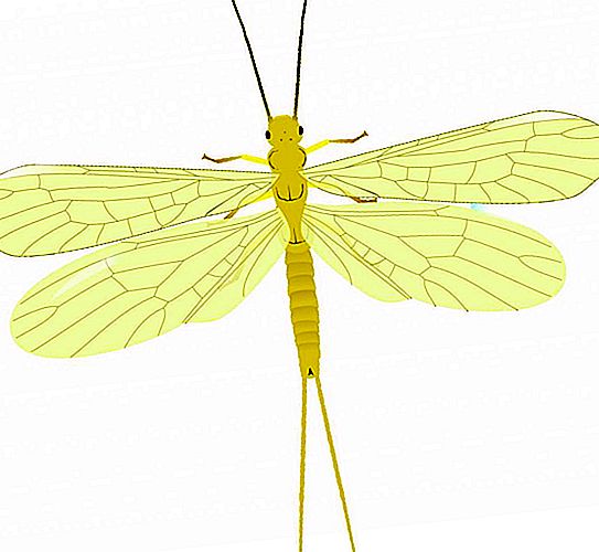 Insecto de primavera: foto y descripción, hábitat, características de reproducción