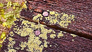 Kenapa lichen dipanggil perintis tumbuhan dan apakah peranan mereka dalam alam semula jadi?
