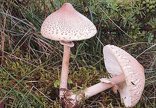 Sort støvle (russula sort): foto og beskrivelse. Typer af spiselige svampe
