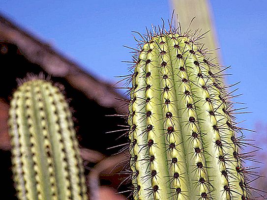 荒漠植物：名称，描述，特征和适应