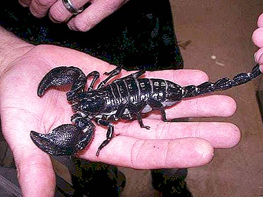 Den største skorpion: størrelser, beskrivelse, foto