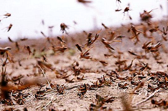 Gräshoppor (acrida) - vad är det? Insektsbeskrivning