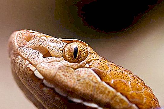 Ortak namlu: habitat, bir yılanın alışkanlıkları