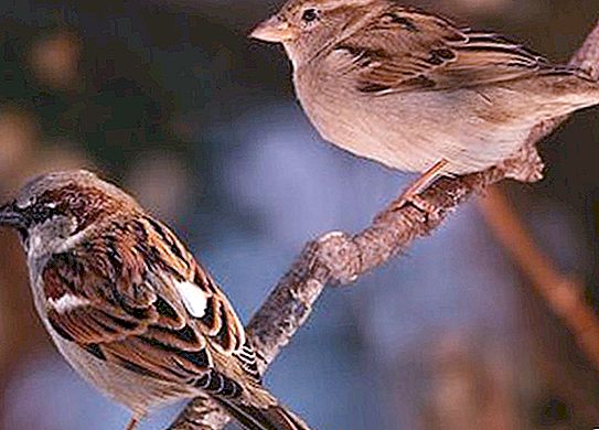 Sparrow brownie: beschrijving. Wat is het verschil tussen een huismus en een veldmus?