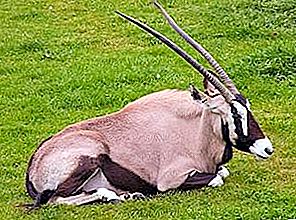Afrikkalainen antilooppi on hämmästyttävä kuuma mantereen eläin