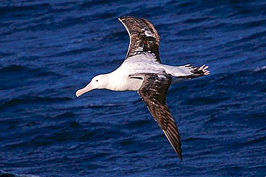 Wandering albatross: description, origin of name, lifestyle, habitat