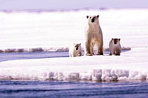 Arctic animals. North Pole: fauna, harsh climate survival features