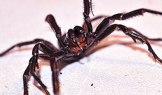 Australische spinnen: beschrijving, typen, classificatie en interessante feiten