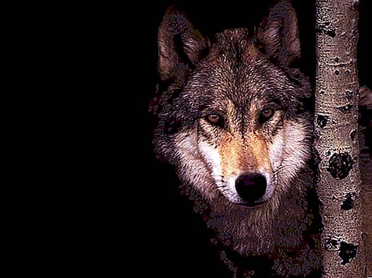 Apa yang serigala makan di habitat yang berbeza?