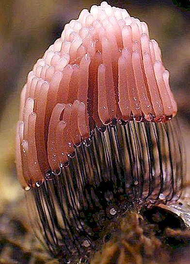 Plasmodium seene: foto ja kirjeldus