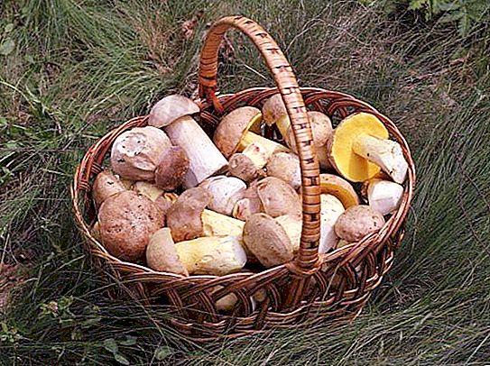 Svamp i Krasnodar-territoriet. Ätliga svampar: namn, beskrivningar, var och när de ska samlas