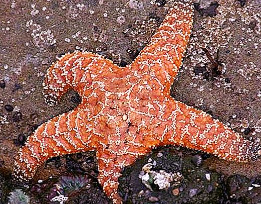 Com i què menja les estrelles de mar: característiques, descripció i fets interessants