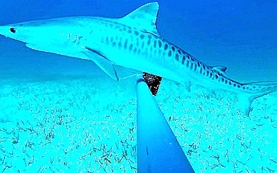 Cum arată un rechin tigru? Stilul de viață și habitatul prădător al mării