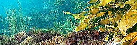 Hogyan algák szaporodnak? Az algák tenyésztésének típusai