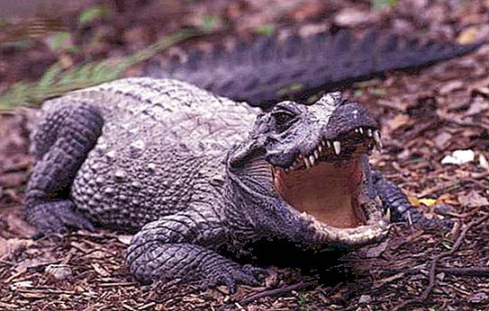 Crocodile αμβλύ: φωτογραφία, περιγραφή, διατροφή