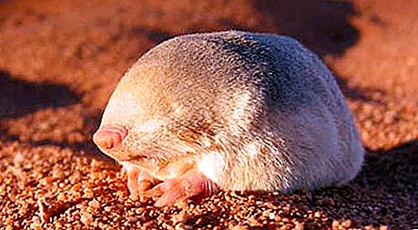 Ο κόσμος των καταπληκτικών ζώων. Marsupial moles: τρόπος ζωής, περιγραφή του είδους, χαρακτηριστικά της δομής