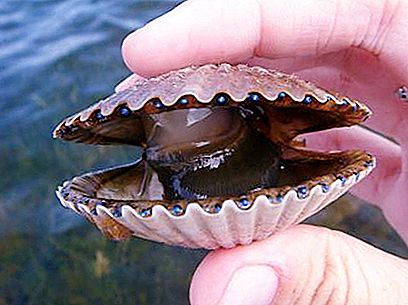 Scallop - clam and delicacy