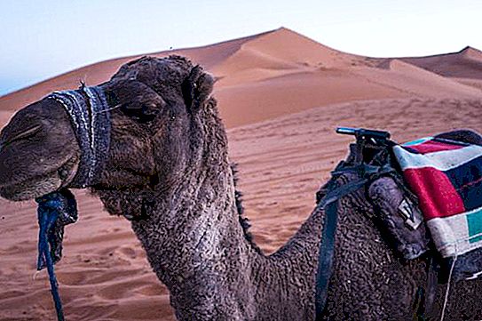 Nar: un camello para el hombre y el desierto