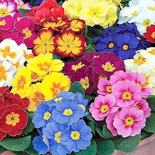 Popüler çiçek türleri: isimler ve fotoğraflar