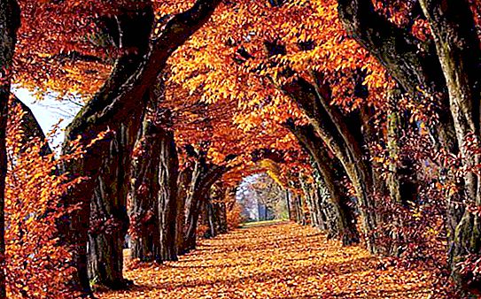De natuur in de herfst: een reeks verbazingwekkende metamorfosen