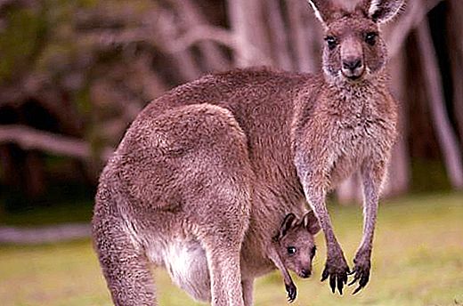 Kangur porodowy: jak to się dzieje. Potomstwo