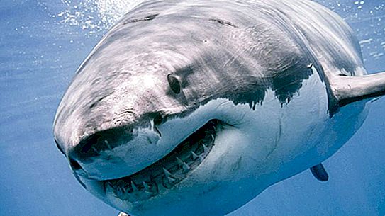 世界最大のサメ
